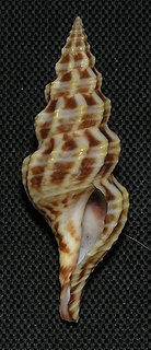 <i>Cheungbeia kawamurai</i> Species of gastropod