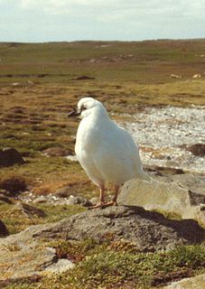 Black-faced sheathbill Species of bird