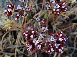 <i>Chorizanthe staticoides</i> Species of flowering plant