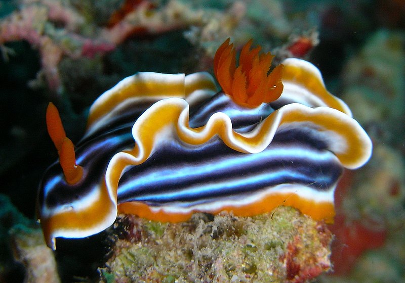 File:Chromodoris quadricolor.jpg