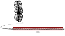 Chromosome DNA Gene unannotated.svg