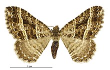 Chrysolarentia subrectaria female.jpg