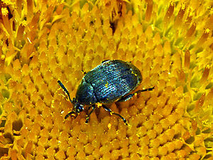 Chrysomelidae - Spermophagus sp..JPG