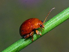 Side view Chrysomelidae - Sphaeroderma testaceum-001.JPG