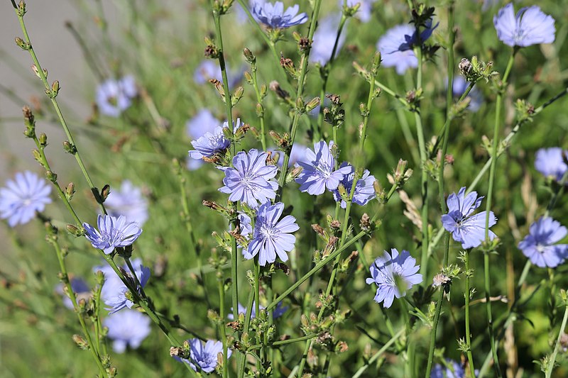 File:Cichorium intybus TK 2021-07-06 4.jpg