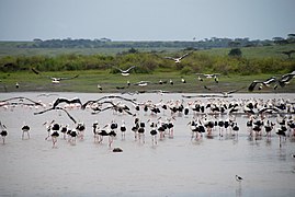 Serengečio nacionaliniame parke žiemojantys baltieji gandrai (Tanzanija)