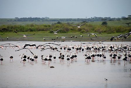 Aro en Serengeti, Tanzanio.