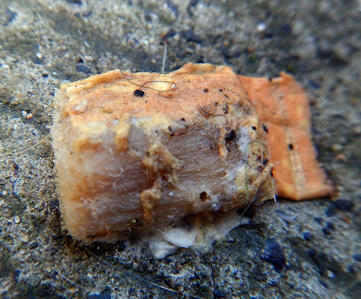 File:Cigarette butt on wet sidewalk after heavy rain Mégot a 07.jpg