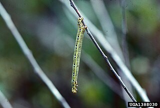 <i>Cingilia</i> genus of insects