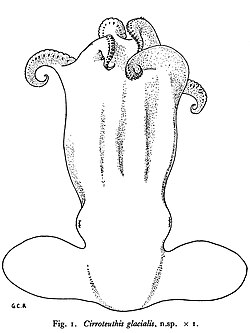 Cirroctopus glacialis.jpg