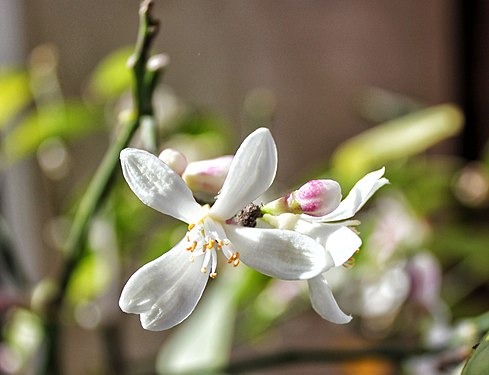 Citrus Lemon flowers