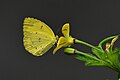 * Nomination: Close Wing Nectaring of Eurema brigitta (Stoll, 1780) - Small Grass YellowI, the copyright holder of this work, hereby publish it under the following license: --TAPAN1412 10:29, 22 November 2023 (UTC) * * Review needed