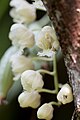 Clowesia warczewitzii Colombia