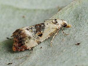 Bitterfibbleblomvecklare, Cochylis hybridella