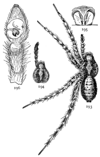 <i>Pardosa xerampelina</i> Species of spider