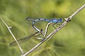 * Nomination Common blue damselflies (Enallagma cyathigerum) mating --Charlesjsharp 08:49, 8 June 2023 (UTC) * Promotion Good quality. --Snowmanstudios 09:43, 8 June 2023 (UTC)