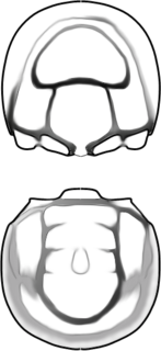 Condylopygidae family of arthropods (fossil)