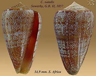 <i>Conus natalis</i> species of mollusc