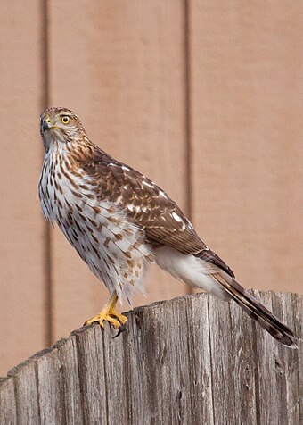 Large juvenile Cooper's hawks such as this are at times mistaken for a goshawk