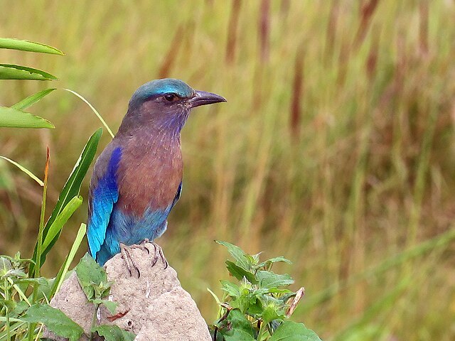 File:Coracias_affinis,_Kaziranga_NP,_Assam.jpg