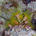 * Nomination: Coral (Cladopsammia gracilis), Red Sea, Egypt --Poco a poco 07:11, 30 June 2023 (UTC) * * Review needed