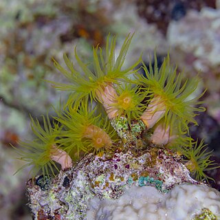 <i>Cladopsammia</i> Genus of corals