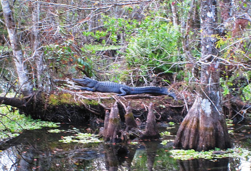 File:Corkscrew - alligator.jpg