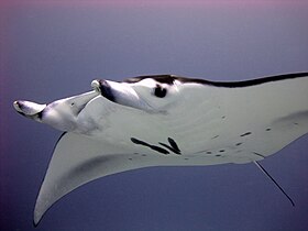 Giant oceanic manta rays (Mobula birostris) are the largest of the stingrays