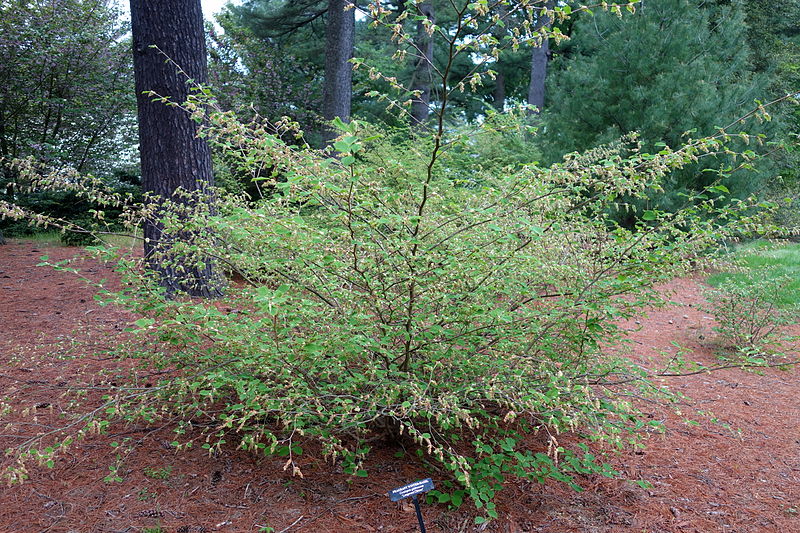 File:Corylopsis glabrescens 'Longwood Chimes' - Longwood Gardens - DSC00728.JPG