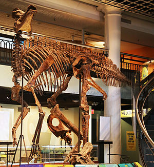 Corythosaurus casuarius.jpg