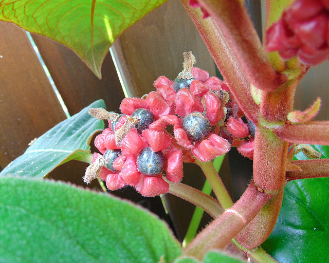Corytoplectus capitatus is a large plant with fruit that are black berries.