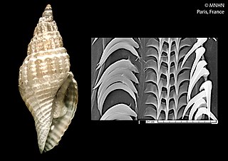 <i>Costapex</i> Genus of gastropods