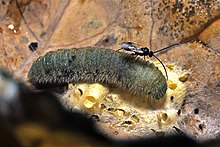 Smaller parasitoid wasp on much larger caterpillar. The adenovirus will replicate in the ovaries of certain parasitoid wasps, similar to the one pictured. No vinnexins are produced in the wasp. Only the DNA for the vinnexin is replicated in the wasp ovaries for injection into the caterpillar along with the wasp's egg. Once injected into the caterpillar the virus does not replicated but injected virus infects cells so the vinnexin gene is translated into the vinnexin protein by the caterpillar's own cells. Once vinnexin is in the cells it helps to prevent the caterpillar rejecting the wasp egg. Cotesia glomerata (NZAC06000976).jpg