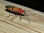 Miniatuur voor Bestand:Cotton Stainer (Dysdercus nigrofasciatus) (13951713711).jpg