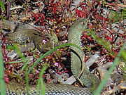 Cobra rateira (Malpolon monspessulanus)