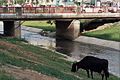 Cow grazing near Lana River, Tirana, Albania.jpg