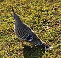 Crested pigeon, Centennial Park (02).jpg