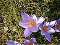 Crocus etruscus close-up