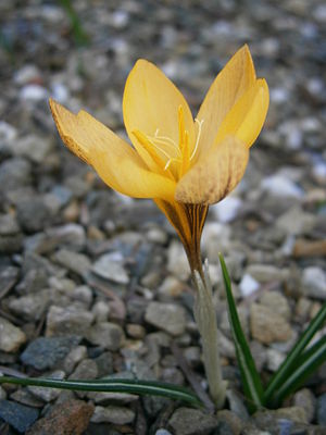 Crocus olivieri 01.JPG