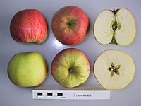 Cross section of Lady Sudeley, National Fruit Collection (acc. 1941-029) .jpg