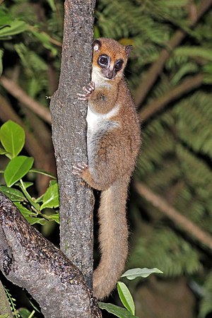 Crossley's dwarf lemur (Cheirogaleus crossleyi) Ranomafana.jpg