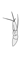 Krebstierantenne - Copepoda Cyclops 1st-antenna.svg