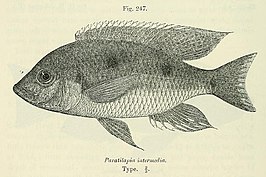 Ctenopharynx