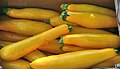 Cucurbita pepo var cylindrica, Yellow Zucchini Squash (crop).jpg