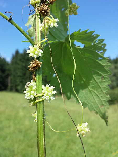 File:Cuscuta europaea sl16.jpg