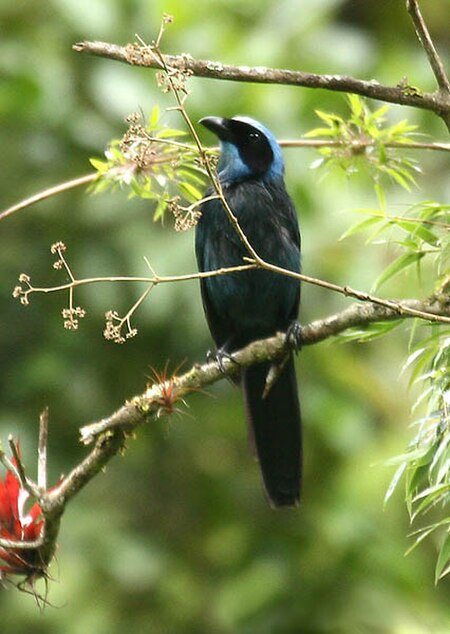 Cyanolyca pulchra