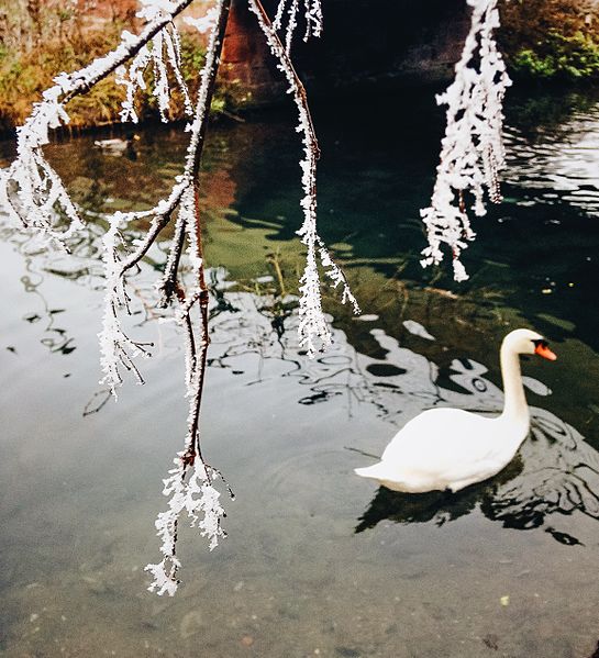 File:Cygne sur la Lauch en hiver.jpg