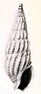 <i>Cymatosyrinx arbela</i> Species of gastropod