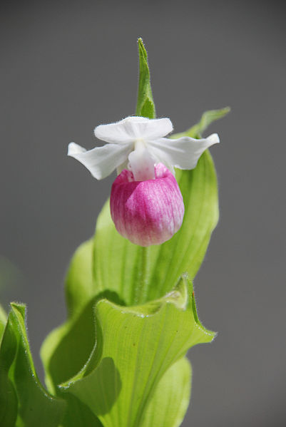 File:Cypripedium reginae (8935227491).jpg