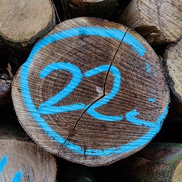 22 on a wood pile (Dülmen, Germany)